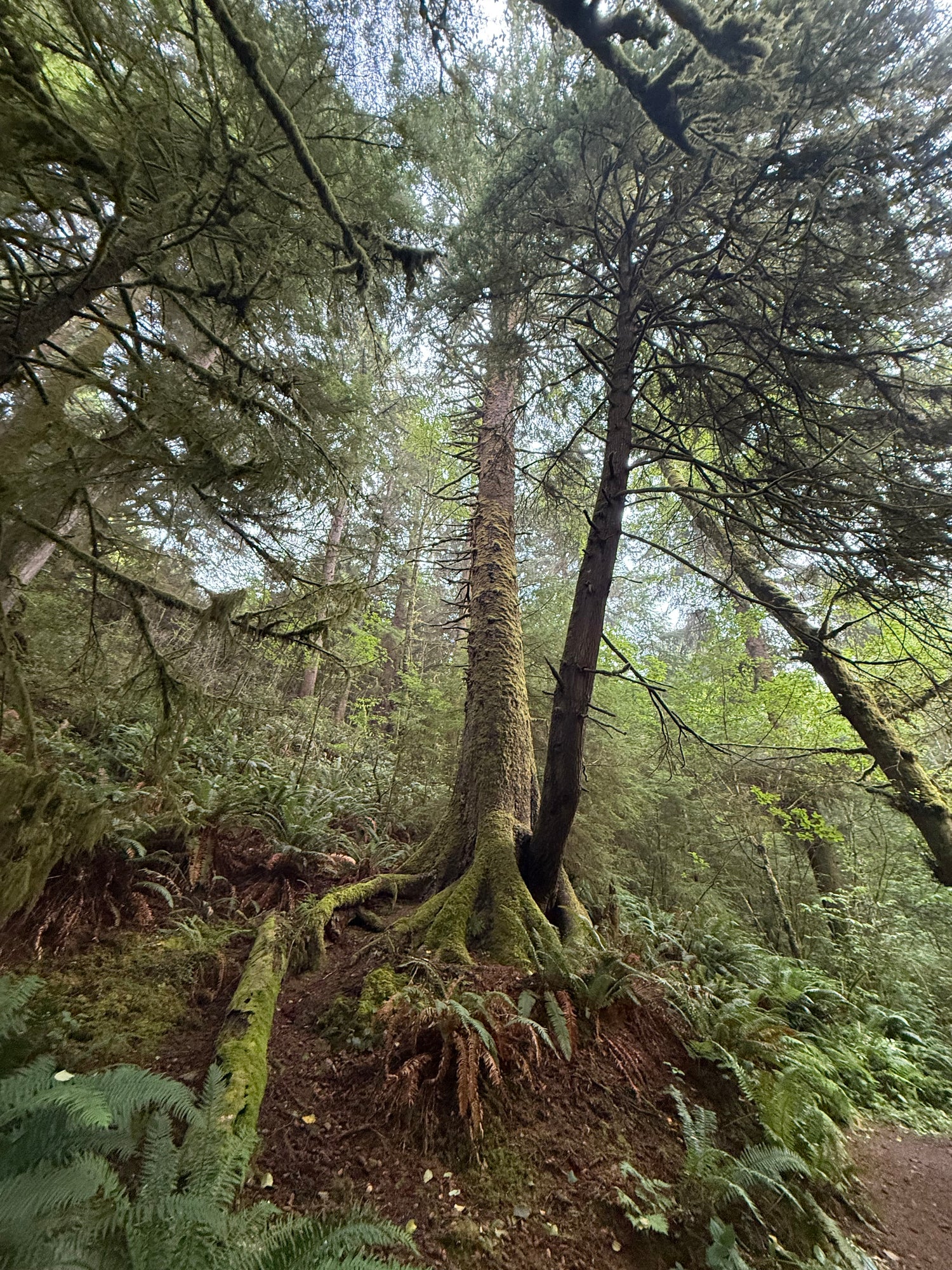 The Woodland Post Subscription - with the trees